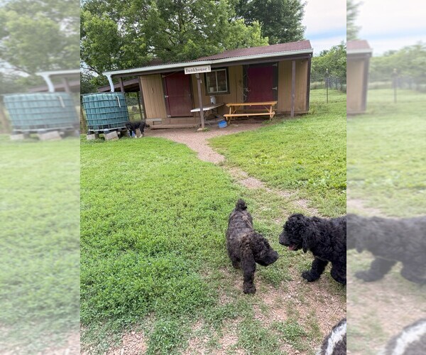Medium Photo #10 Poodle (Standard) Puppy For Sale in ELKINS, AR, USA