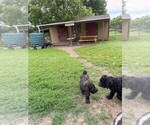 Small #1 Poodle (Standard)