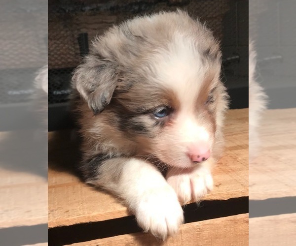 Medium Photo #9 Australian Shepherd Puppy For Sale in ARBA, IN, USA