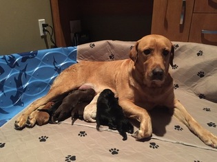 Mother of the Labrador Retriever puppies born on 11/16/2018