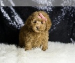 Small #2 Maltipoo