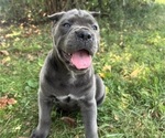 Small #8 Cane Corso