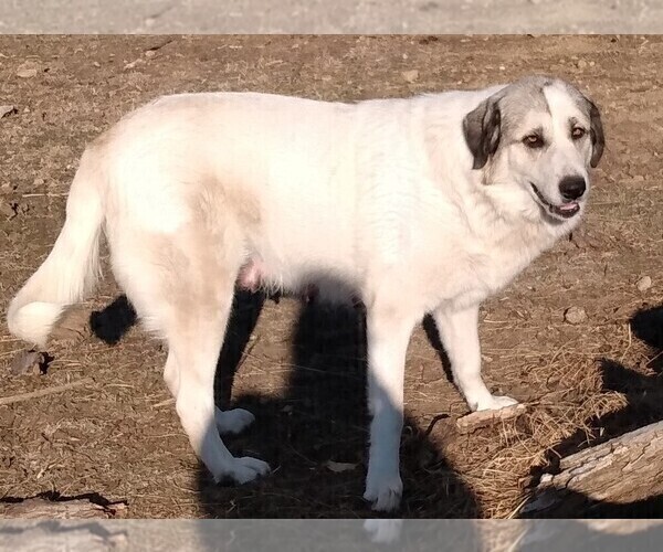 Medium Photo #1 Great Pyrenees Puppy For Sale in AGRA, OK, USA