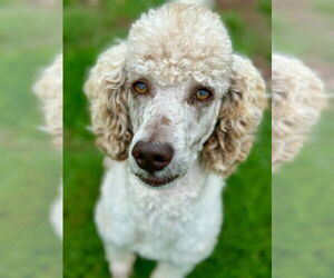 Poodle (Standard) Dogs for adoption in Pacolet, SC, USA