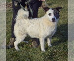 Small #21 American Staffordshire Terrier-Border Collie Mix