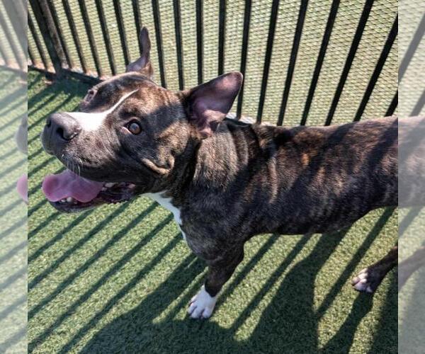 Medium Photo #7 American Pit Bull Terrier-Labrador Retriever Mix Puppy For Sale in Rockwall, TX, USA
