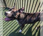 Small #6 American Pit Bull Terrier-Labrador Retriever Mix