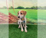 Small #1 German Wirehaired Pointer Mix