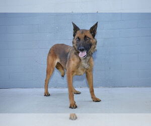 Mutt Dogs for adoption in Pasadena, CA, USA