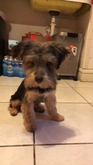 Yorkshire Terrier Puppy for sale in MARINA DEL REY, CA, USA