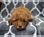 Small #5 Cavapoo