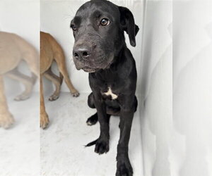 Labrador Retriever Dogs for adoption in Houston, TX, USA