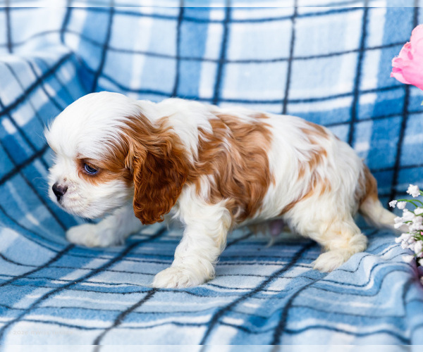 Medium Photo #7 Cockalier Puppy For Sale in WAKARUSA, IN, USA