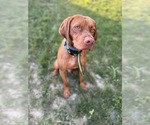 Small #8 German Shorthaired Pointer-Vizsla Mix