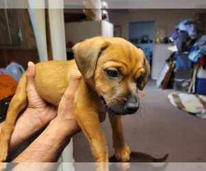 Patterdale Terrier Puppy for sale in KEENE, NH, USA