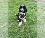 Small Photo #1 Bernedoodle Puppy For Sale in FLEMINGTON, NJ, USA