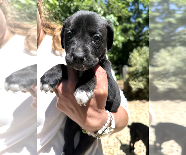 Medium Photo #4 Mutt Puppy For Sale in Rockville, MD, USA