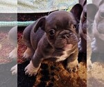 Puppy Lightening-Pend French Bulldog