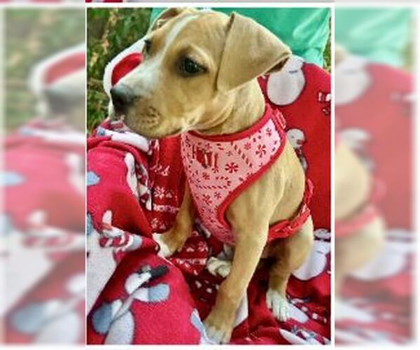 Medium Photo #2 Boxador Puppy For Sale in Missouri City, TX, USA