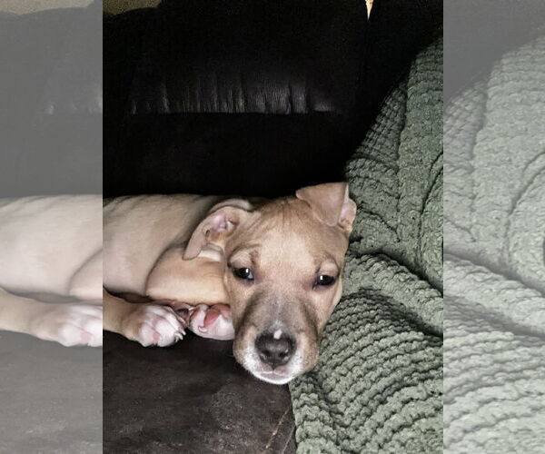 Medium Photo #3 Staffordshire Bull Terrier-Unknown Mix Puppy For Sale in Kannapolis, NC, USA