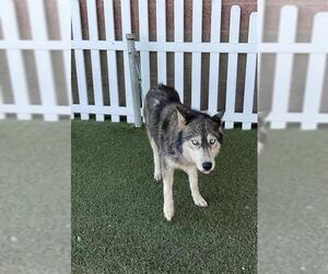 Siberian Husky Dogs for adoption in Modesto, CA, USA