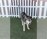 Small Siberian Husky