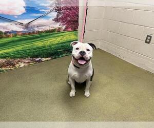 Staffordshire Bull Terrier-Unknown Mix Dogs for adoption in Moreno Valley, CA, USA
