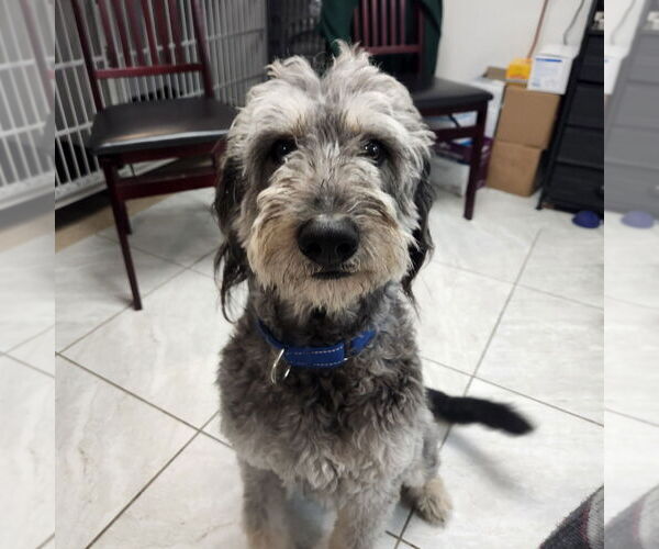 Medium Photo #1 Mutt Puppy For Sale in Walnutport, PA, USA