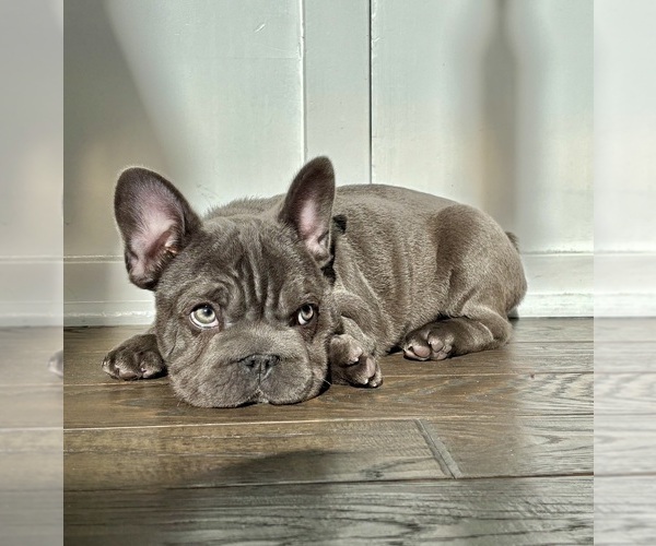 Medium Photo #1 French Bulldog Puppy For Sale in FRANKLIN, IN, USA