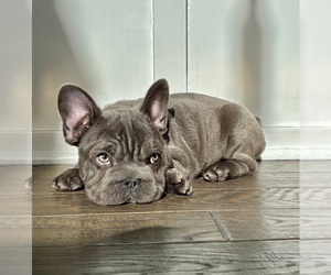 French Bulldog Puppy for Sale in FRANKLIN, Indiana USA