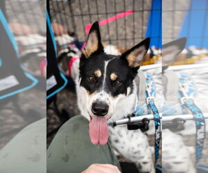 Galleta - Male Mutt Dog for Adoption - Photo #2