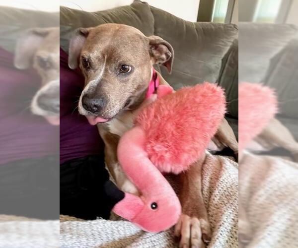 Medium Photo #9 American Pit Bull Terrier-Unknown Mix Puppy For Sale in Fort Collins, CO, USA