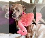 Small #8 American Pit Bull Terrier Mix
