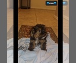 Small #3 Yorkshire Terrier