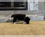 Puppy Bear Akita