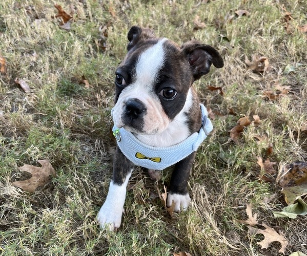 Medium Photo #13 Boston Terrier Puppy For Sale in BURLESON, TX, USA