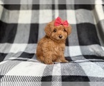 Small #2 Cockapoo (Miniature)