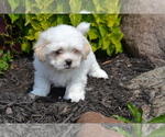 Puppy Blake Mal-Shi