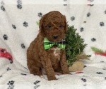 Small Photo #1 Goldendoodle-Poodle (Miniature) Mix Puppy For Sale in CEDAR LANE, PA, USA