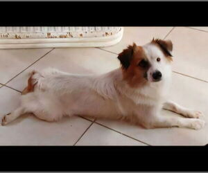 Australian Shepherd-Chihuahua Mix Dogs for adoption in Virginia Beach, VA, USA