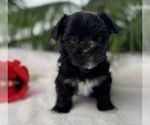 Small #2 Morkie