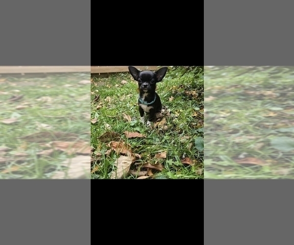Medium Photo #5 Chihuahua Puppy For Sale in CRAFTON, PA, USA