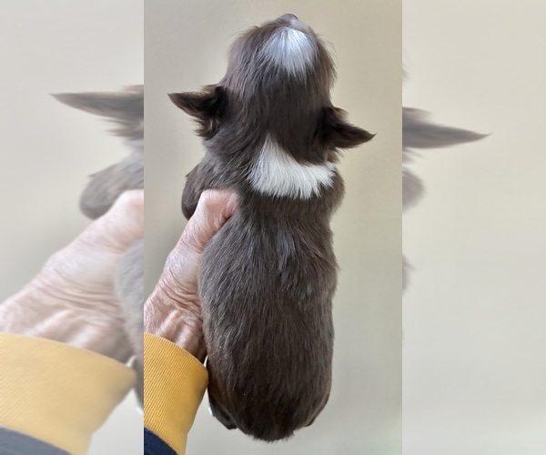 Medium Photo #4 Chihuahua Puppy For Sale in NEWVILLE, PA, USA