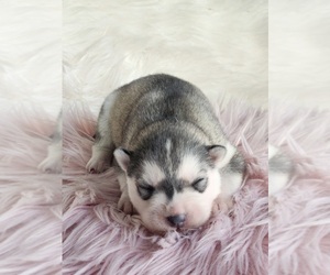 Siberian Husky Puppy for sale in KANSAS CITY, MO, USA