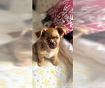 Small #4 ShiChi