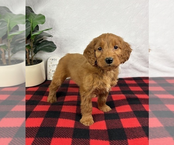 Medium Photo #3 Goldendoodle (Miniature) Puppy For Sale in GREENFIELD, IN, USA
