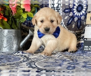Golden Retriever Puppy for sale in LANCASTER, PA, USA
