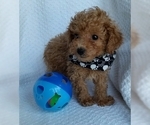Small Photo #7 Poodle (Toy) Puppy For Sale in BUFFALO, MO, USA