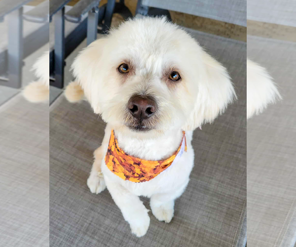 Medium Photo #4 Maltese-Unknown Mix Puppy For Sale in Corona, CA, USA