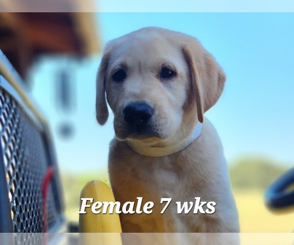 Medium Photo #4 Labrador Retriever Puppy For Sale in EDGEWOOD, TX, USA